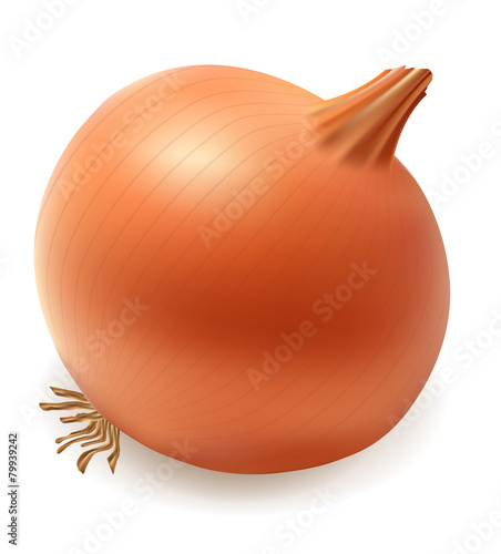 onion vector illustration