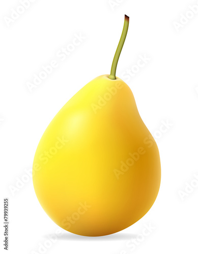pear vector illustration