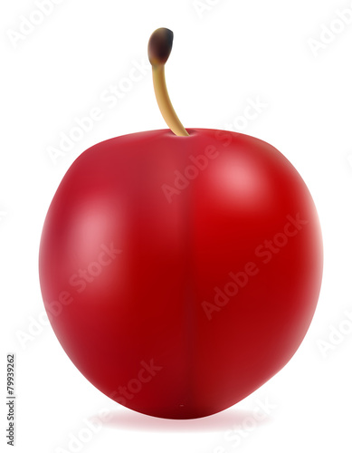 plum vector illustration