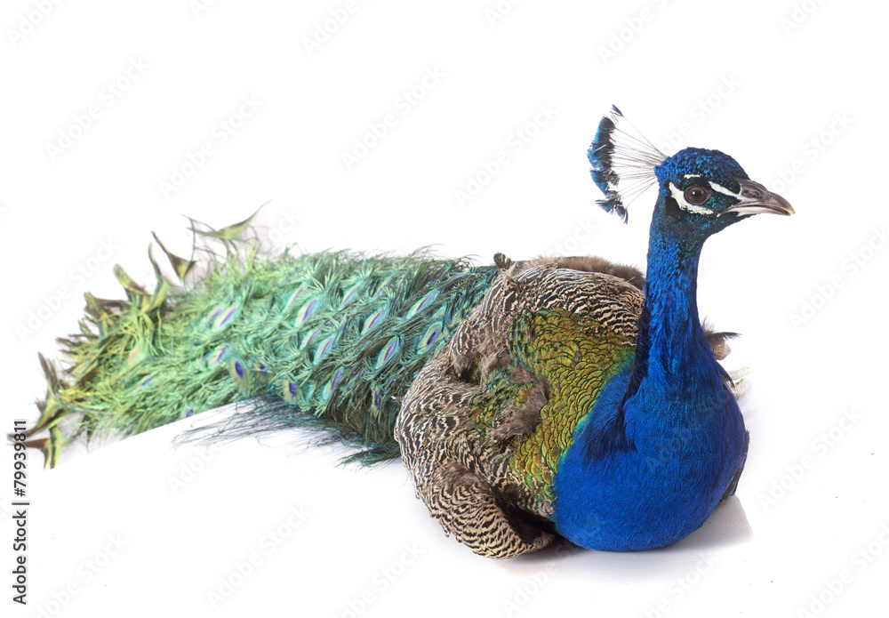 Fototapeta premium peacock