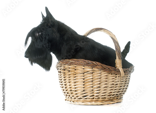 Obraz na plátne scottish terrier