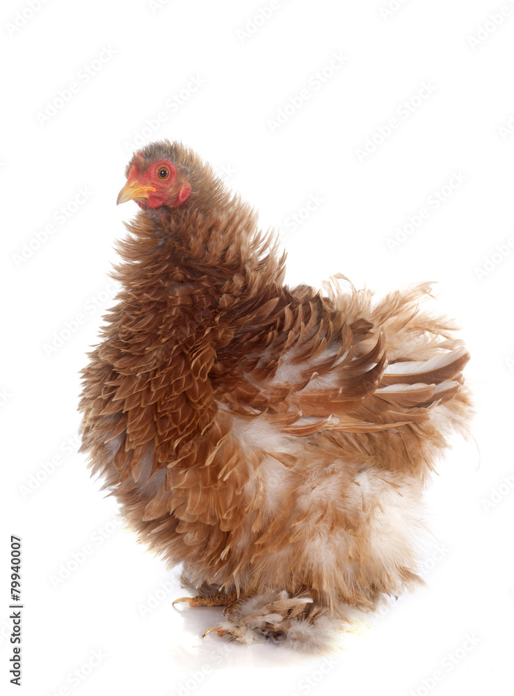 Εκτύπωση καμβά Pekin bantam