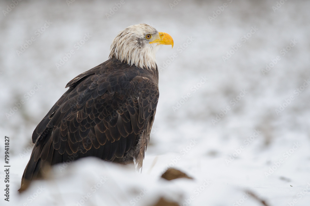Obraz premium Bald eagle in winter