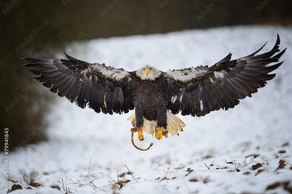Obraz premium Landing bald eagle