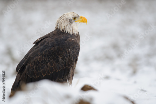 Bald eagle in winter