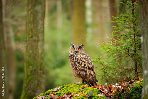 Eurasian eagle-owl in forrest