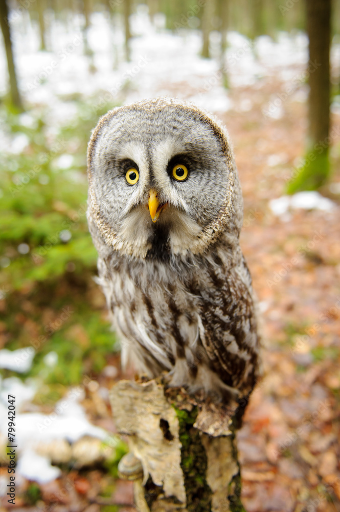 Great grey owl Great grey owl