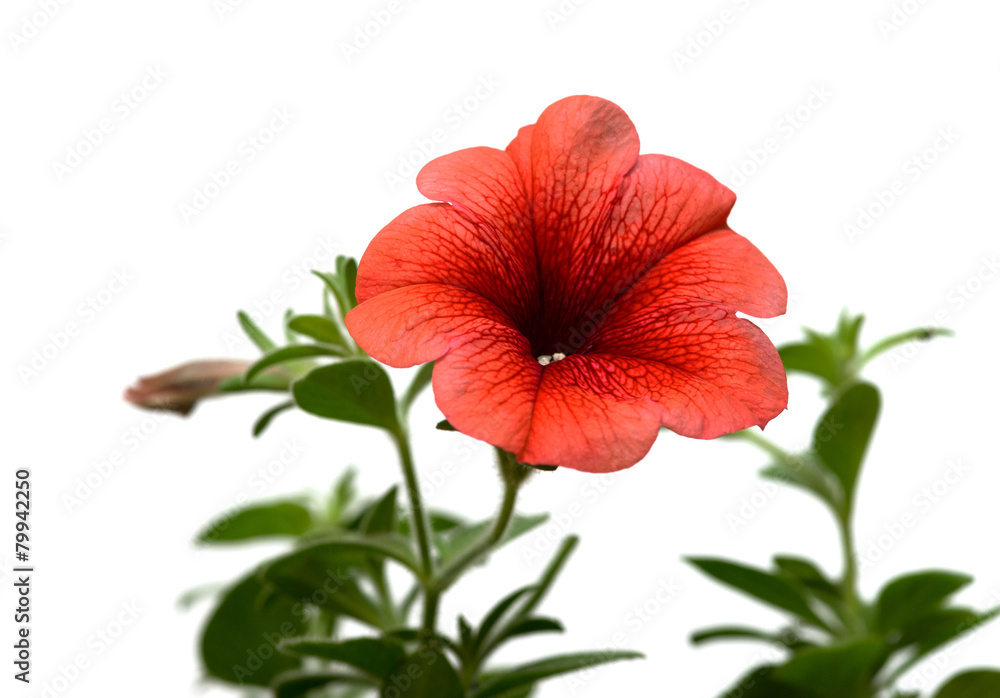 Red surfinia isolated on white background Red surfinia isolated on white background