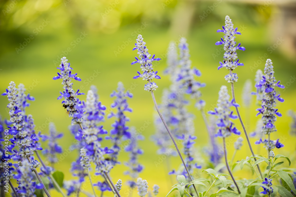 Obraz premium Violet flower in the garden , floral background