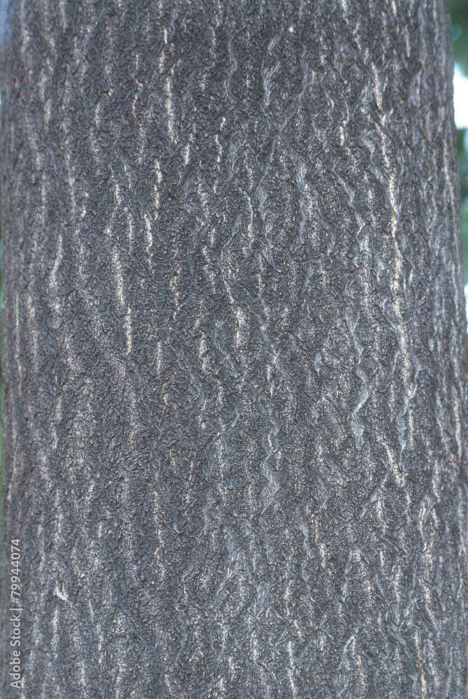 Obraz premium 식물이미지