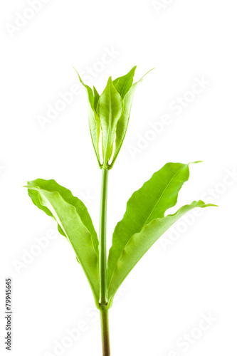 small plant isolated