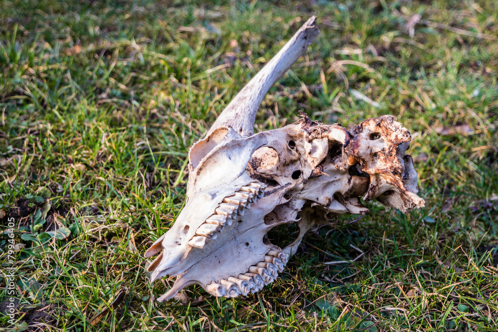 Ziegenschädel Tierkadaver Ziegenschädel Tierkadaver