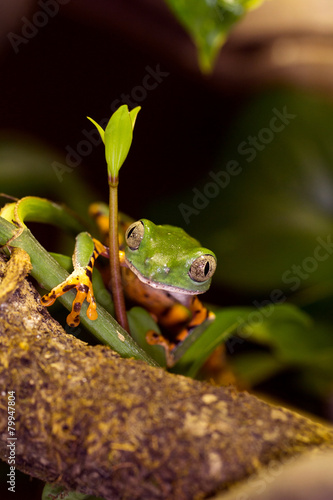 Frosch im Dschungel