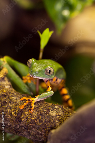 Frosch im Regenwald