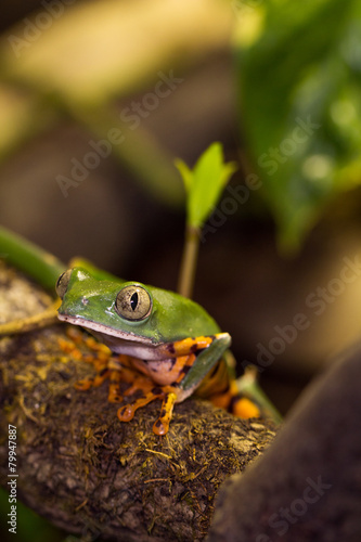 Frosch im Regenwald