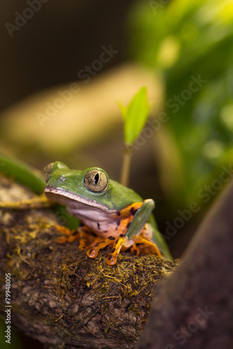 Frosch sitzt und wartet