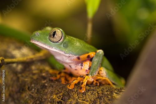 Frosch sitzt auf Ast