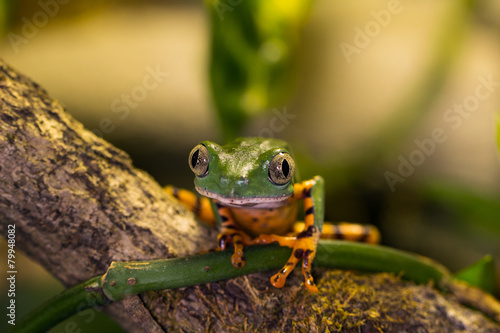 Frosch sitzt auf Baum