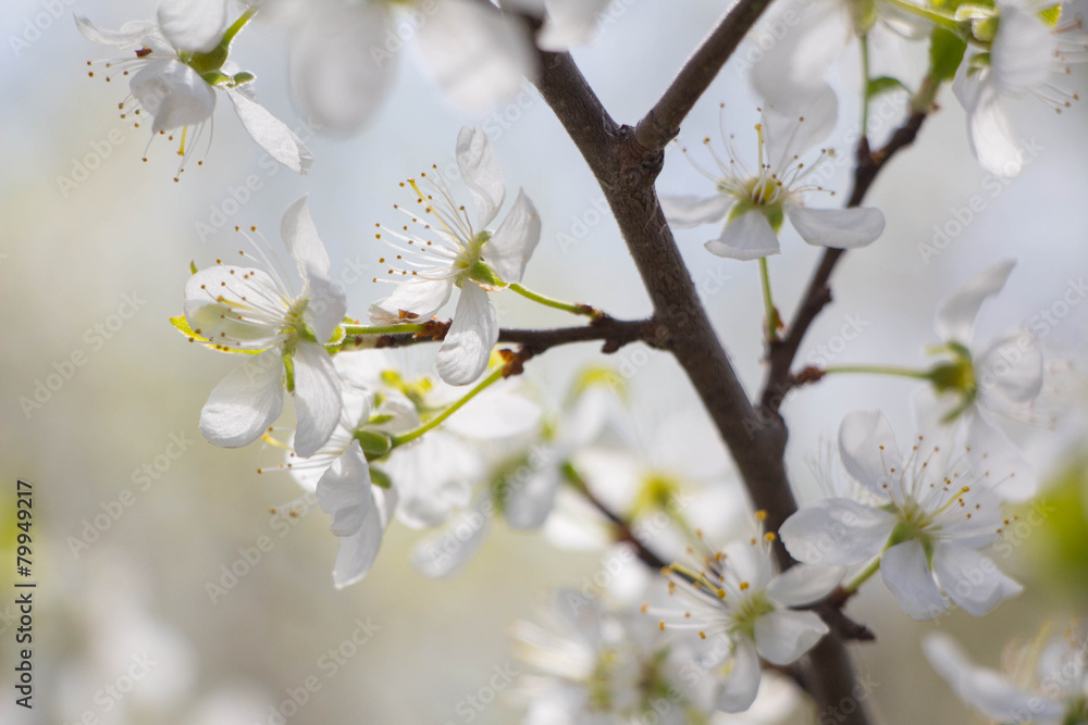 Obraz premium White Plum tree spring blossom in park