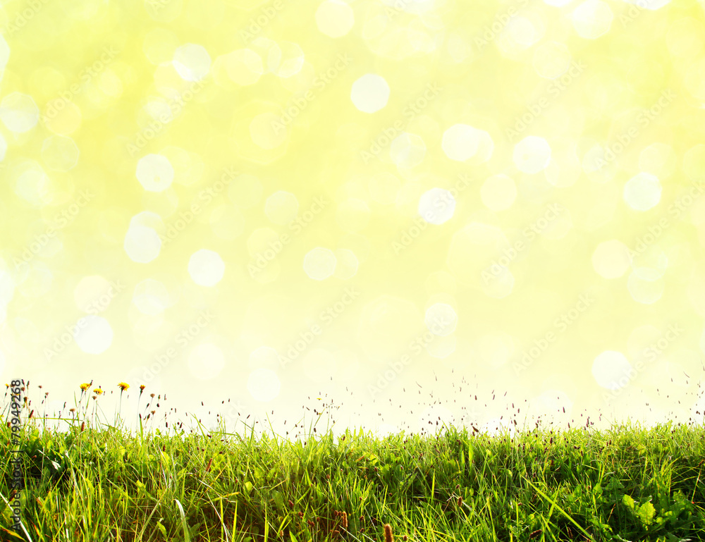 Fototapeta premium Grüner Gras und Bokeh