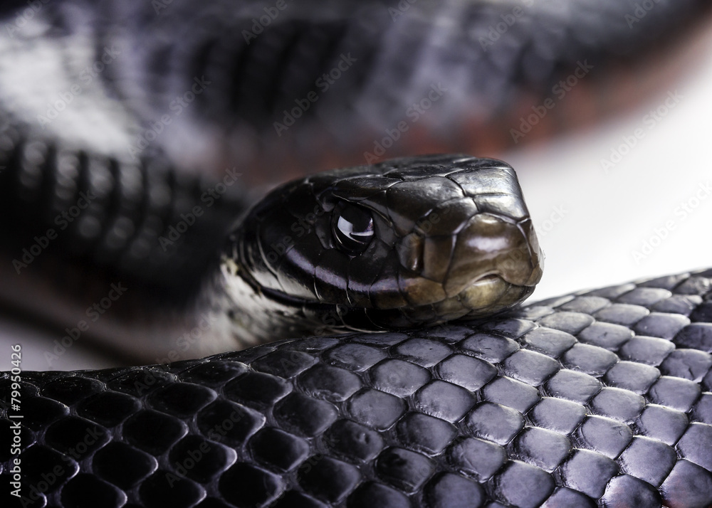 Fototapeta premium red bellied black snake