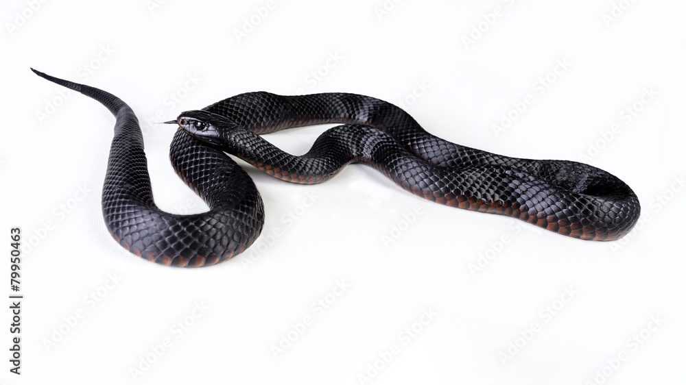 Naklejka premium red bellied black snake