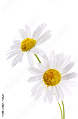 Fototapeta Naklejka Na Ścianę i Meble -  The beautiful daisy isolated on white