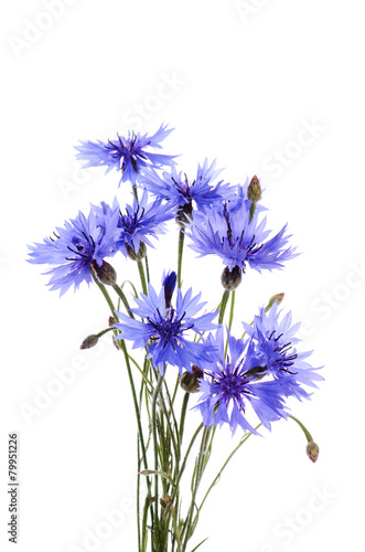 The beautiful cornflower isolated on white