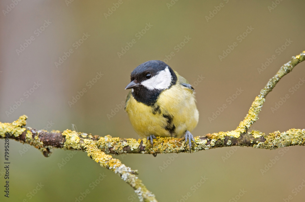 Obraz premium Great tit