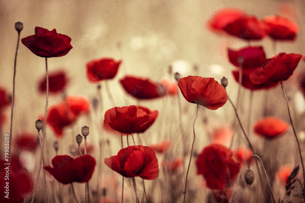 Fototapeta premium Meadow with Poppy Flowers