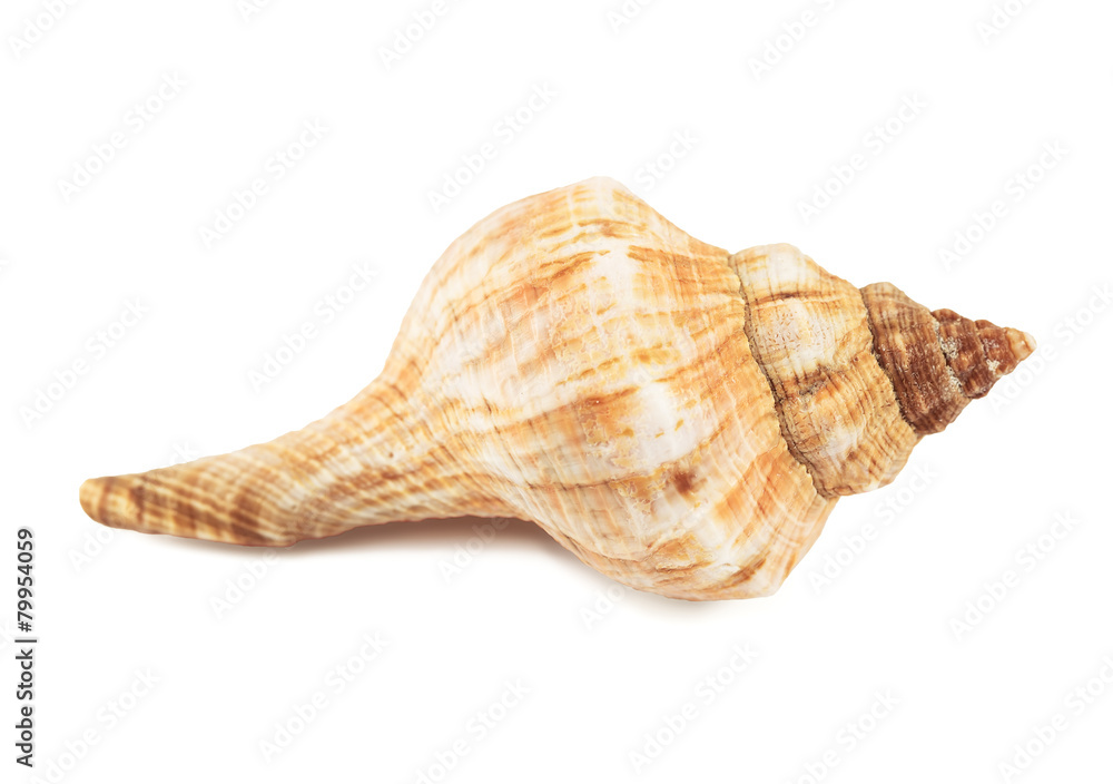 seashell isolated on a white background seashell isolated on a white background