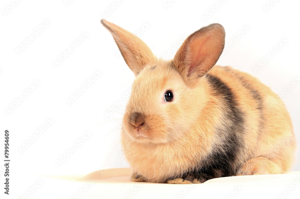 Obraz premium bunny rabbit