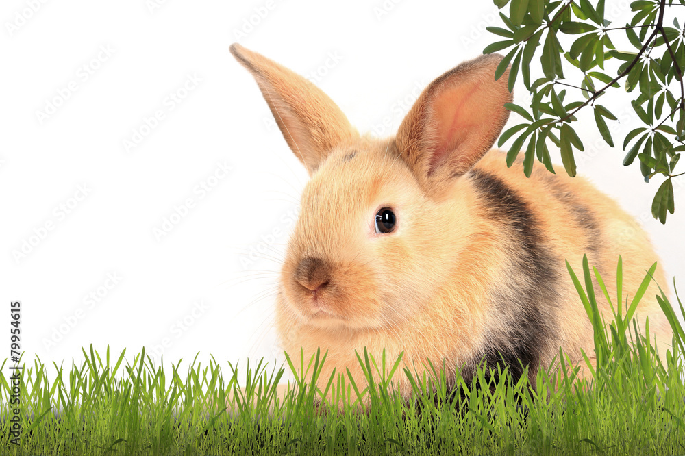 bunny rabbit bunny rabbit