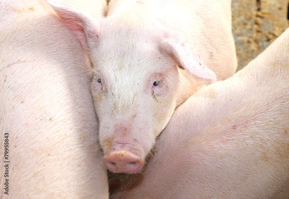 melancholy look of the pig in the pigsty of the farm melancholy look of the pig in the pigsty of the farm