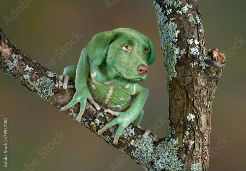 Frog Dog photo