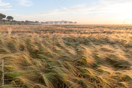 Young wheat growing in green farm field under blue sky