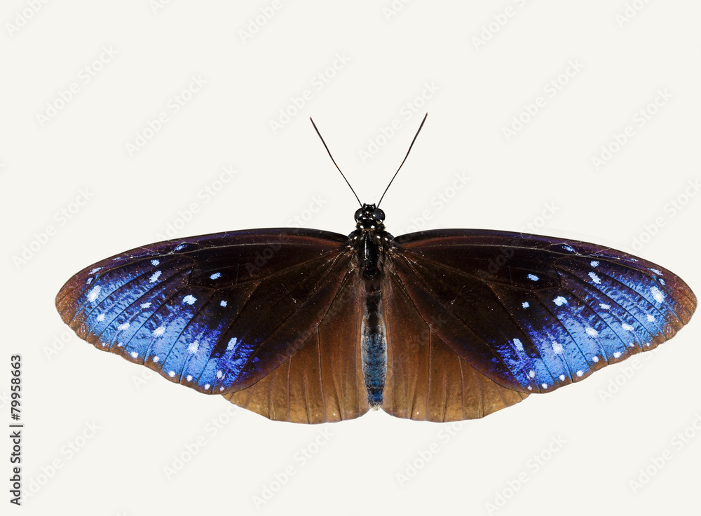 Fototapeta premium Isolated top view of striped blue crow butterfly