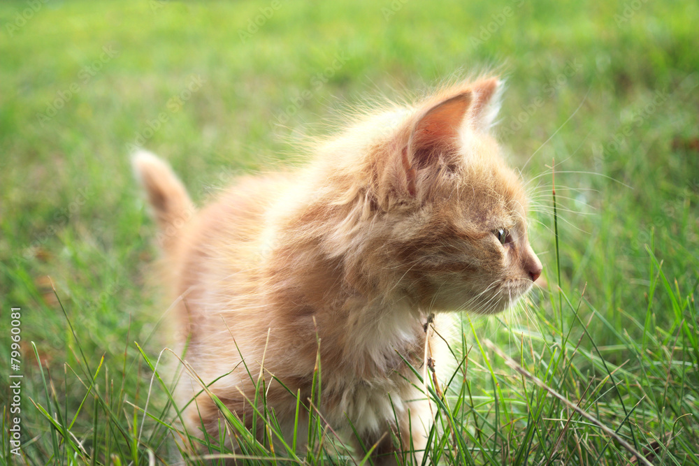 two kitten on green grass