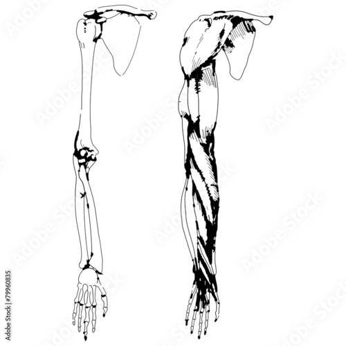 Arm bones and muscle - Vector illustration of human skeleton
