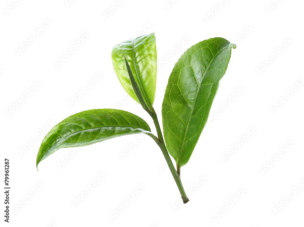Obraz premium Green tea leaf isolated on white background
