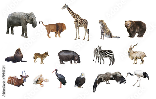 A collage of wild animals