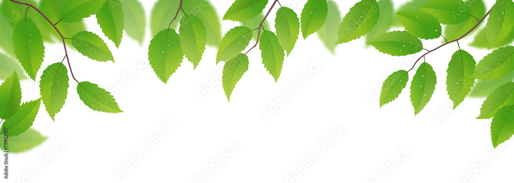Fototapeta premium Świeże zielone liście na białym tle, ilustracji wektorowych