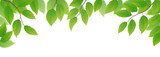 Fresh green leaves on white background, vector illustration