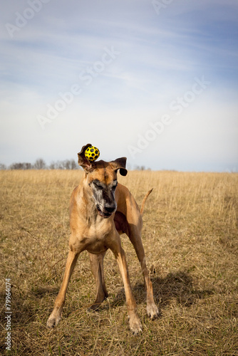 Absurd great Dane with yellow ball near ear