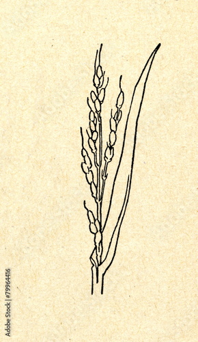 Oryza sativa (Asian rice) photo