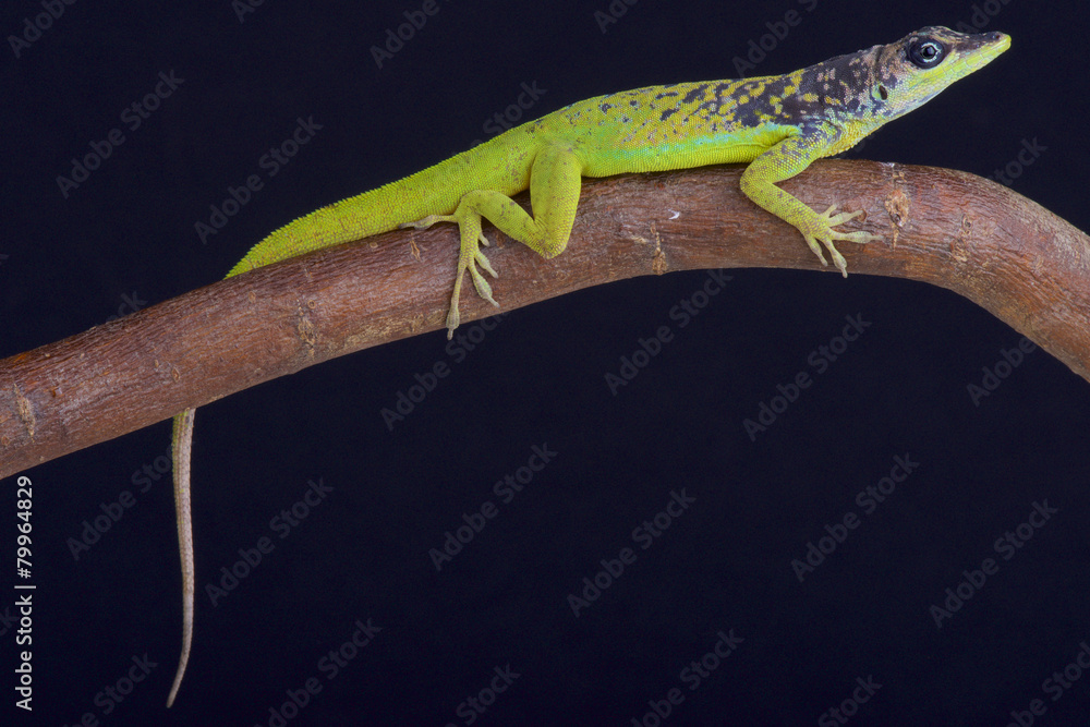 Fototapeta premium Barbados Anole (Anolis extremes)