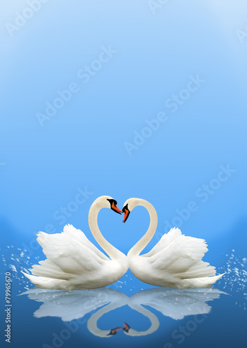 Fototapeta Naklejka Na Ścianę i Meble -  Pair of white swans. heart shape