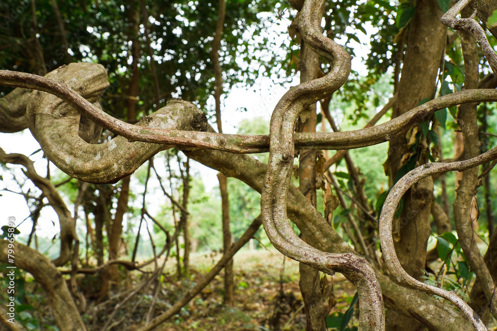 twisted tropical tree roots twisted tropical tree roots