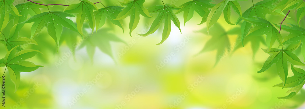 Fresh green maple leaves background, vector illustration Fresh green maple leaves background, vector illustration