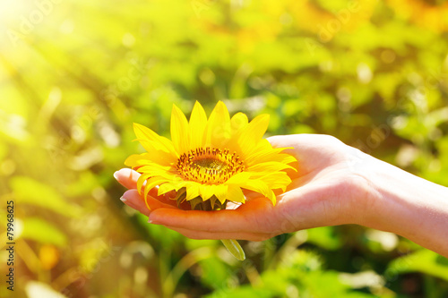 Fototapeta Naklejka Na Ścianę i Meble -  Beautiful sunflower in hand on sunny nature background